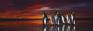 Heye Casse-tête 1000 Panoramique Wim van den Heever - Manchots royaux (King Penguins), Alexander von Humboldt, panorama 4001689298586